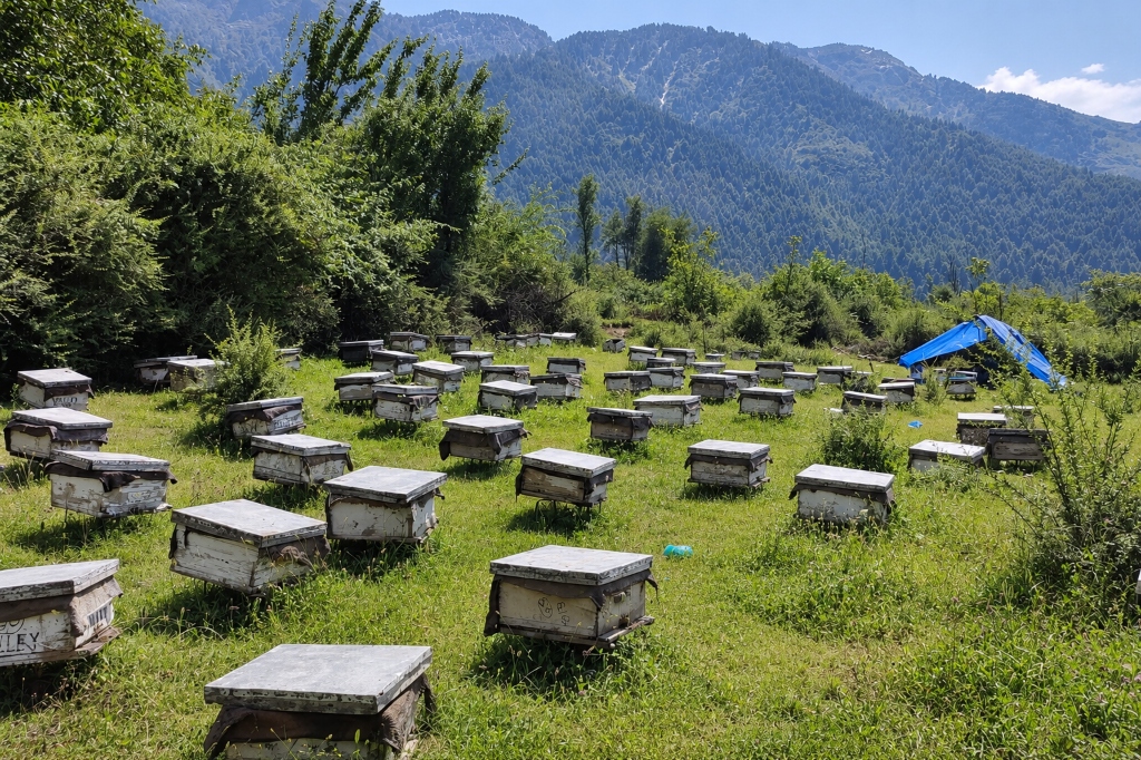 High-altitude Himalayan apiary with beehives set against mountain forests in Chamba